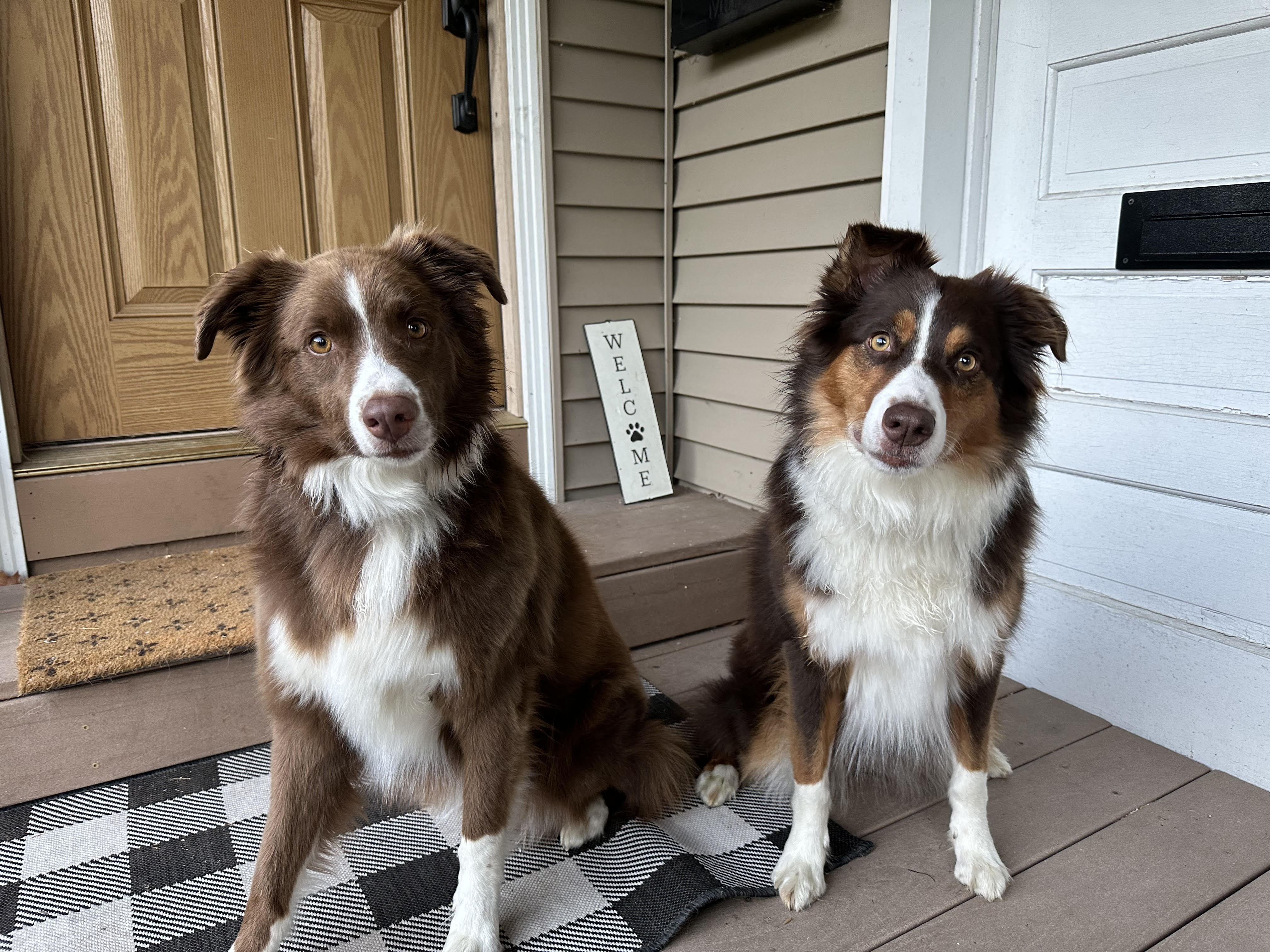 Busy Season Taxes LLC office dogs